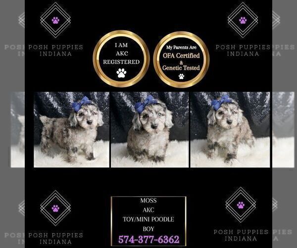 Medium Photo #62 Poodle (Toy) Puppy For Sale in WARSAW, IN, USA
