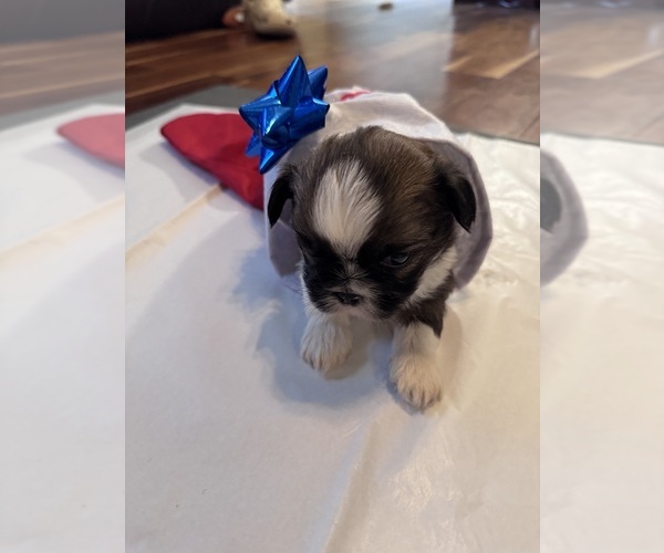 Medium Photo #13 Shih Tzu Puppy For Sale in CENTRALIA, IL, USA