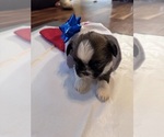 Small #12 Shih Tzu