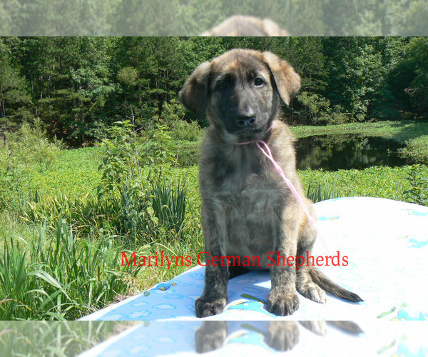Medium Photo #4 German Shepherd Dog Puppy For Sale in PIEDMONT, MO, USA