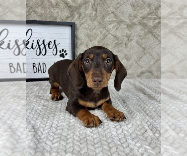 Medium Photo #6 Dachshund Puppy For Sale in FRANKLIN, IN, USA