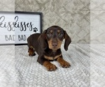 Small #5 Dachshund