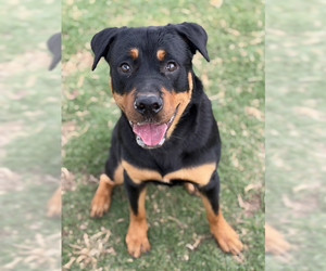 Rottweiler Dogs for adoption in Hillsboro, NH, USA