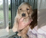 Small Photo #11 Golden Retriever Puppy For Sale in TOWN CREEK, AL, USA
