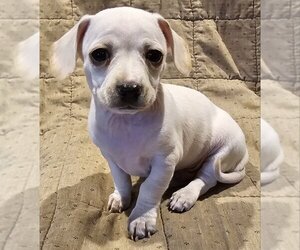 Dachshund-Unknown Mix Dogs for adoption in Olalla, WA, USA