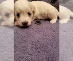 Small Photo #5 Coton de Tulear Puppy For Sale in DEATSVILLE, AL, USA