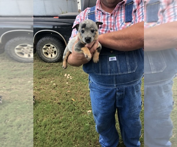 Medium Photo #8 Australian Cattle Dog Puppy For Sale in CHAUNCEY, GA, USA