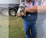 Small Photo #8 Australian Cattle Dog Puppy For Sale in CHAUNCEY, GA, USA