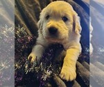 Puppy Light blue Golden Retriever