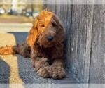Small #8 German Shepherd Dog-Goldendoodle Mix