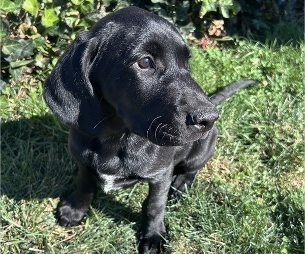 Medium Photo #5 German Shorthaired Lab Puppy For Sale in TACOMA, WA, USA