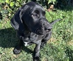 Small Photo #16 German Shorthaired Lab Puppy For Sale in TACOMA, WA, USA