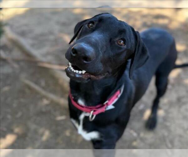 Medium Photo #1 Labrador Retriever Puppy For Sale in Martinez, CA, USA