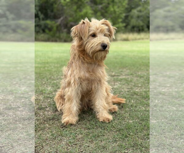 Medium Photo #4 Unknown-Wheaten Terrier Mix Puppy For Sale in PIPE CREEK, TX, USA