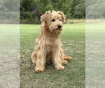 Small #3 Wheaten Terrier Mix