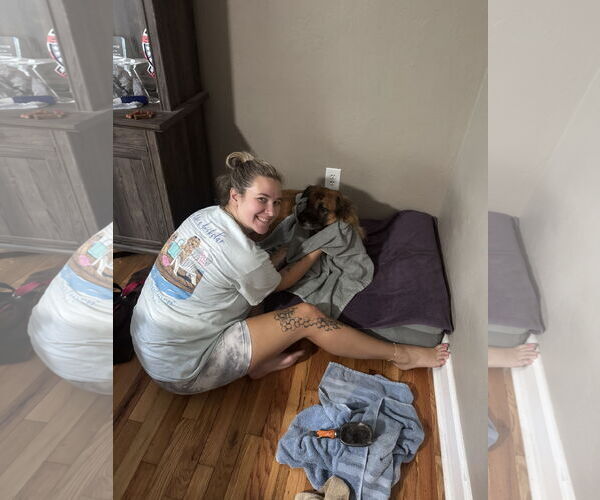 Medium Photo #10 Chow Chow-German Shepherd Dog Mix Puppy For Sale in Valrico, FL, USA