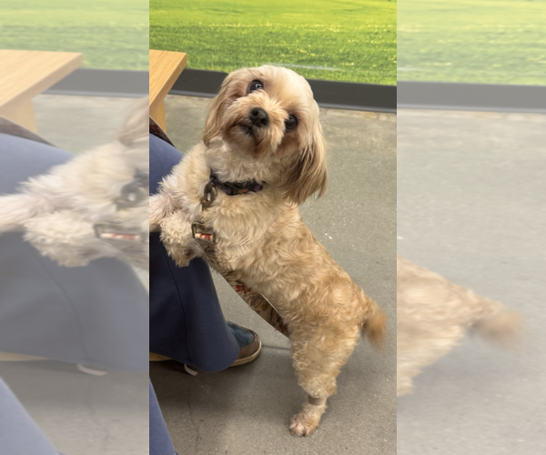 Medium Photo #3 Shih Tzu-Unknown Mix Puppy For Sale in Decatur, GA, USA