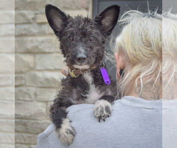 Medium Photo #5 Mutt Puppy For Sale in Huntley, IL, USA