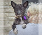 Small #4 Mutt