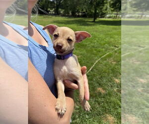 Chihuahua-Unknown Mix Dogs for adoption in Shermans Dale, PA, USA