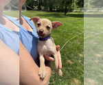 Small Chihuahua Mix