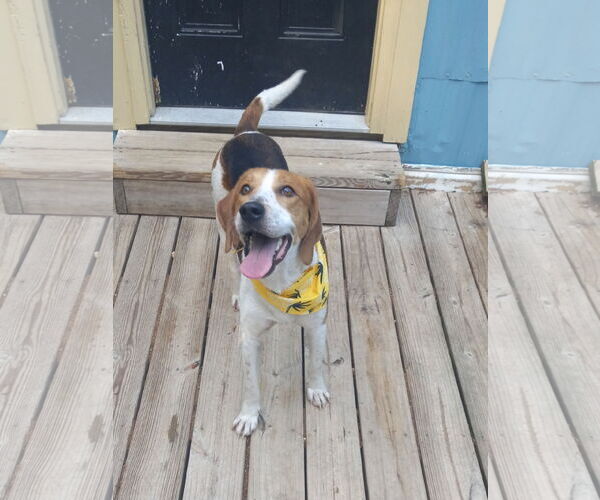 Medium Photo #5 Mutt Puppy For Sale in Murfreesboro, NC, USA