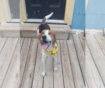 Small #4 Mutt