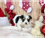 Small #4 Morkie