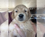 Small #62 Goldendoodle
