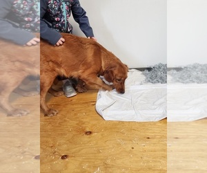 Mother of the Golden Retriever puppies born on 12/04/2025