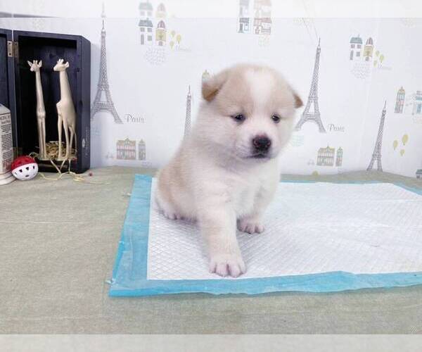 Medium Photo #2 Shiba Inu Puppy For Sale in NEW YORK, NY, USA