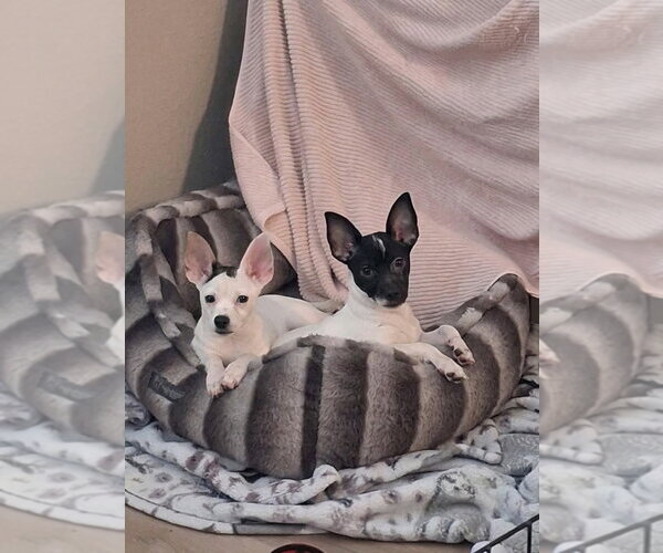 Medium Photo #2 Chihuahua-Unknown Mix Puppy For Sale in Canton, CT, USA