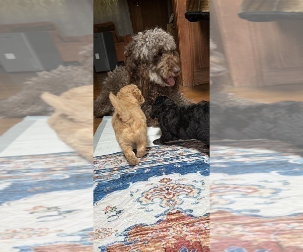 Medium Photo #80 Aussiedoodle Puppy For Sale in ASHEVILLE, NC, USA