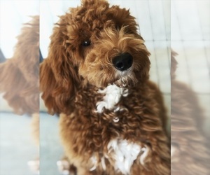 Goldendoodle (Miniature) Puppy for sale in UXBRIDGE, MA, USA