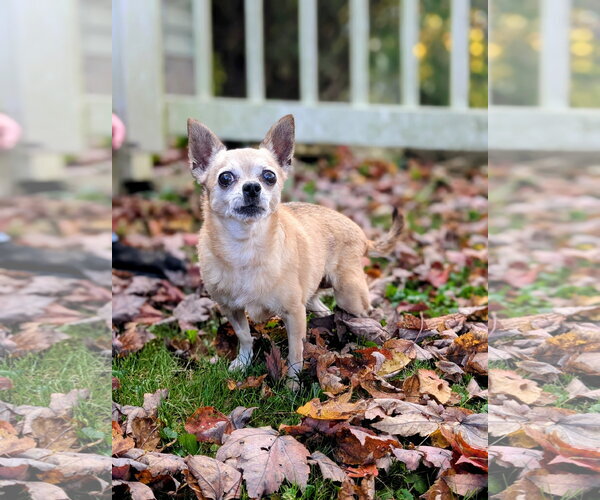 Medium Photo #5 Chihuahua Puppy For Sale in Rootstown, OH, USA