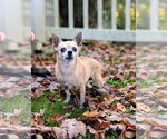 Small Photo #5 Chihuahua Puppy For Sale in Rootstown, OH, USA