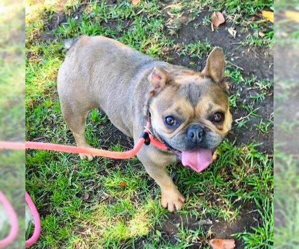 Medium Photo #3 French Bulldog-Unknown Mix Puppy For Sale in Newport Beach, CA, USA