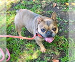 Small #2 French Bulldog Mix