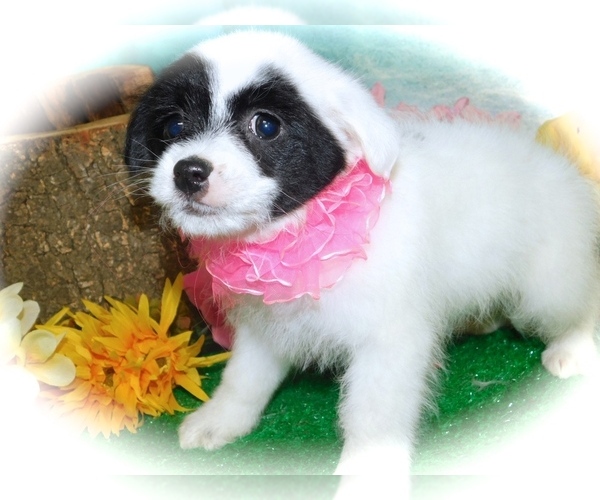 Medium Photo #3 Havanese Puppy For Sale in HAMMOND, IN, USA