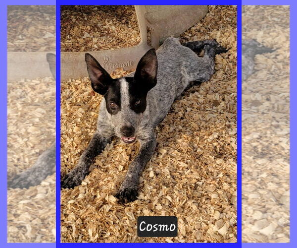 Medium Photo #4 Mutt Puppy For Sale in Granbury, TX, USA