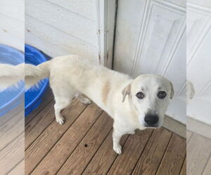 Great Pyrenees-Unknown Mix Dogs for adoption in Woodbury, NY, USA