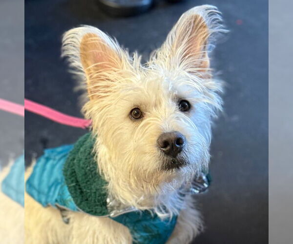 Medium Photo #1 Mutt Puppy For Sale in Canton, CT, USA