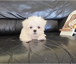 Small #3 Maltese