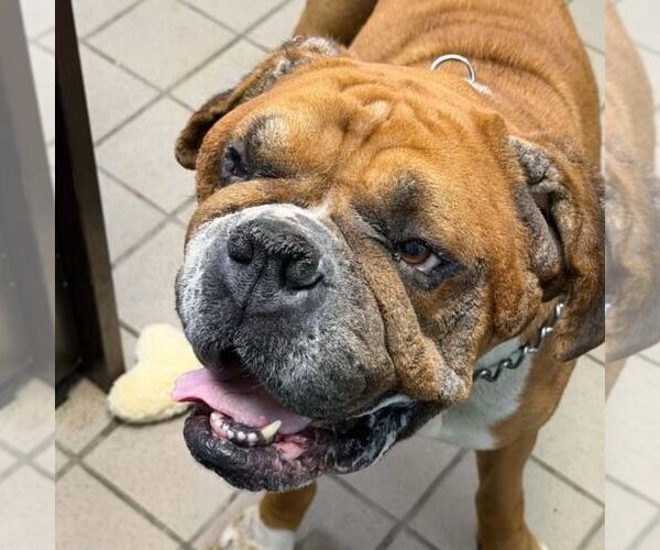 Medium Photo #5 Boxer Puppy For Sale in Burnsville, MN, USA