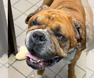 Lance - ADOPTION INTEREST!! - Male Boxer Dog for Adoption - Photo #5