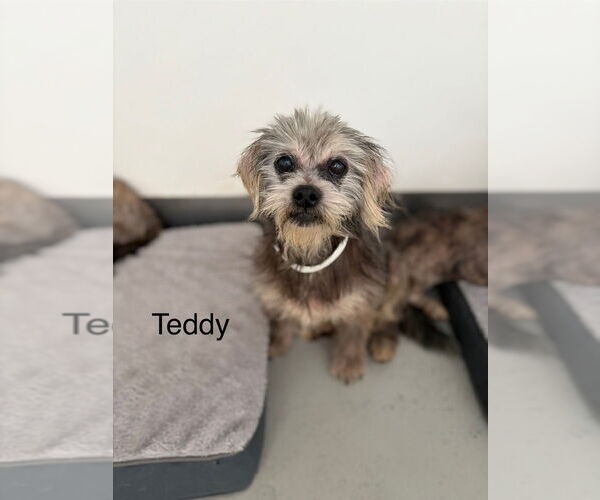 Medium Photo #1 Mutt Puppy For Sale in Studio City, CA, USA