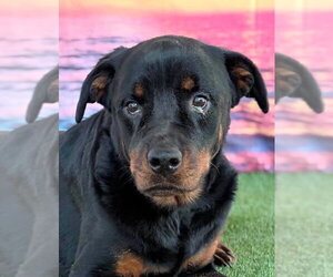 Rottweiler Dogs for adoption in Hillsboro, NH, USA