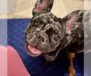 Mother of the French Bulldog puppies born on 10/09/2025