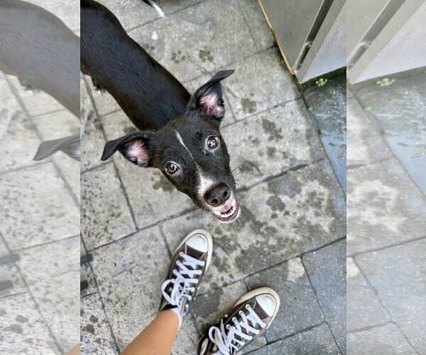Medium Photo #3 Chihuahua-Unknown Mix Puppy For Sale in Virginia Beach, VA, USA