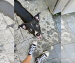 Small #2 Chihuahua Mix